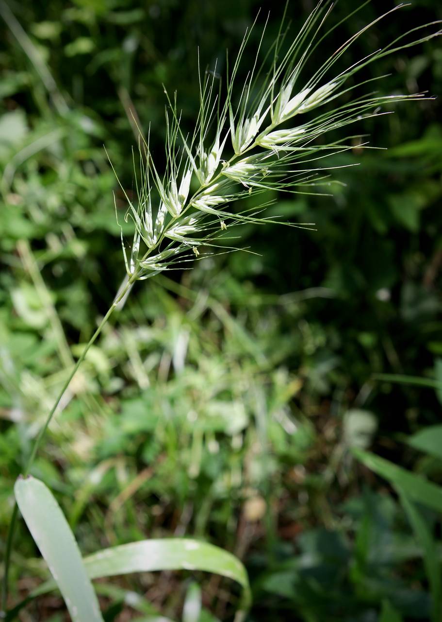 Photo of Early Wildrye