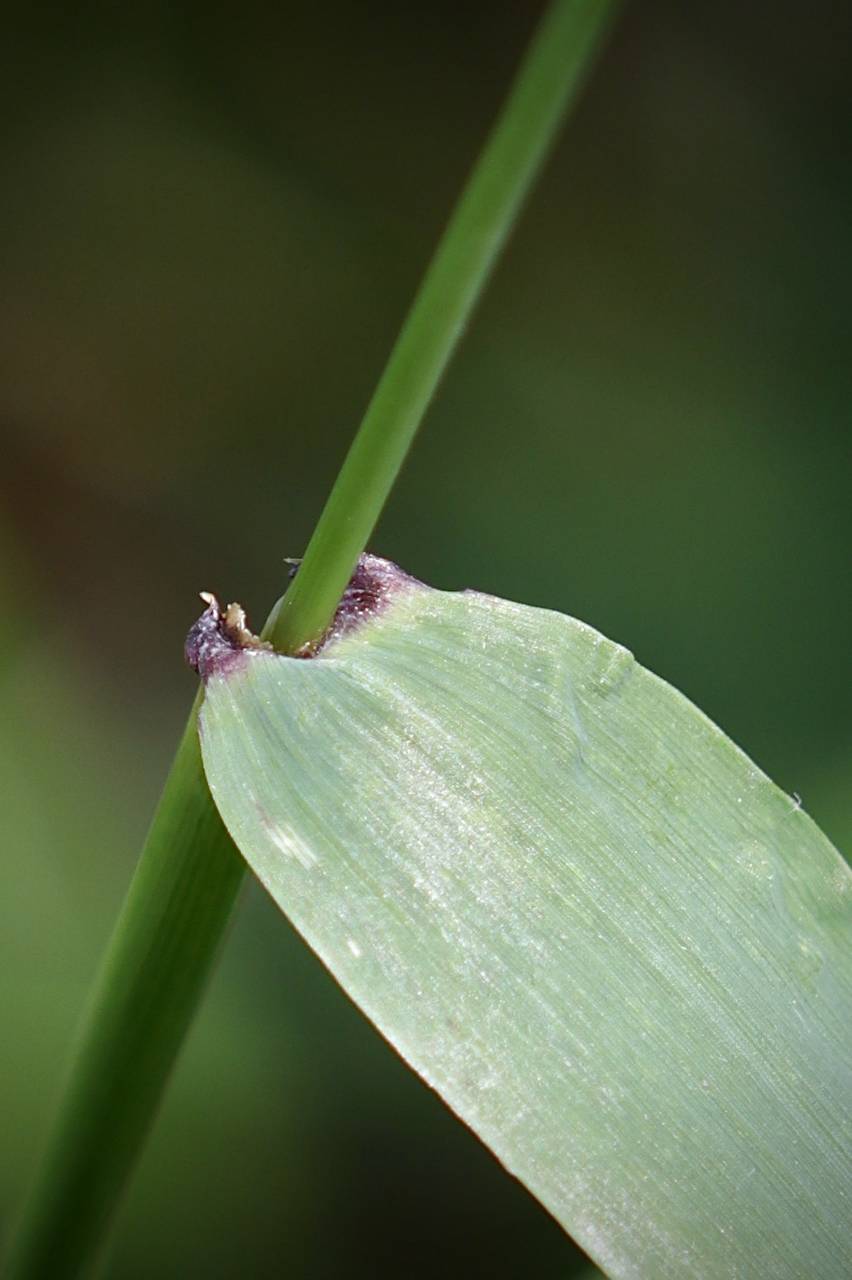 Photo of Early Wildrye