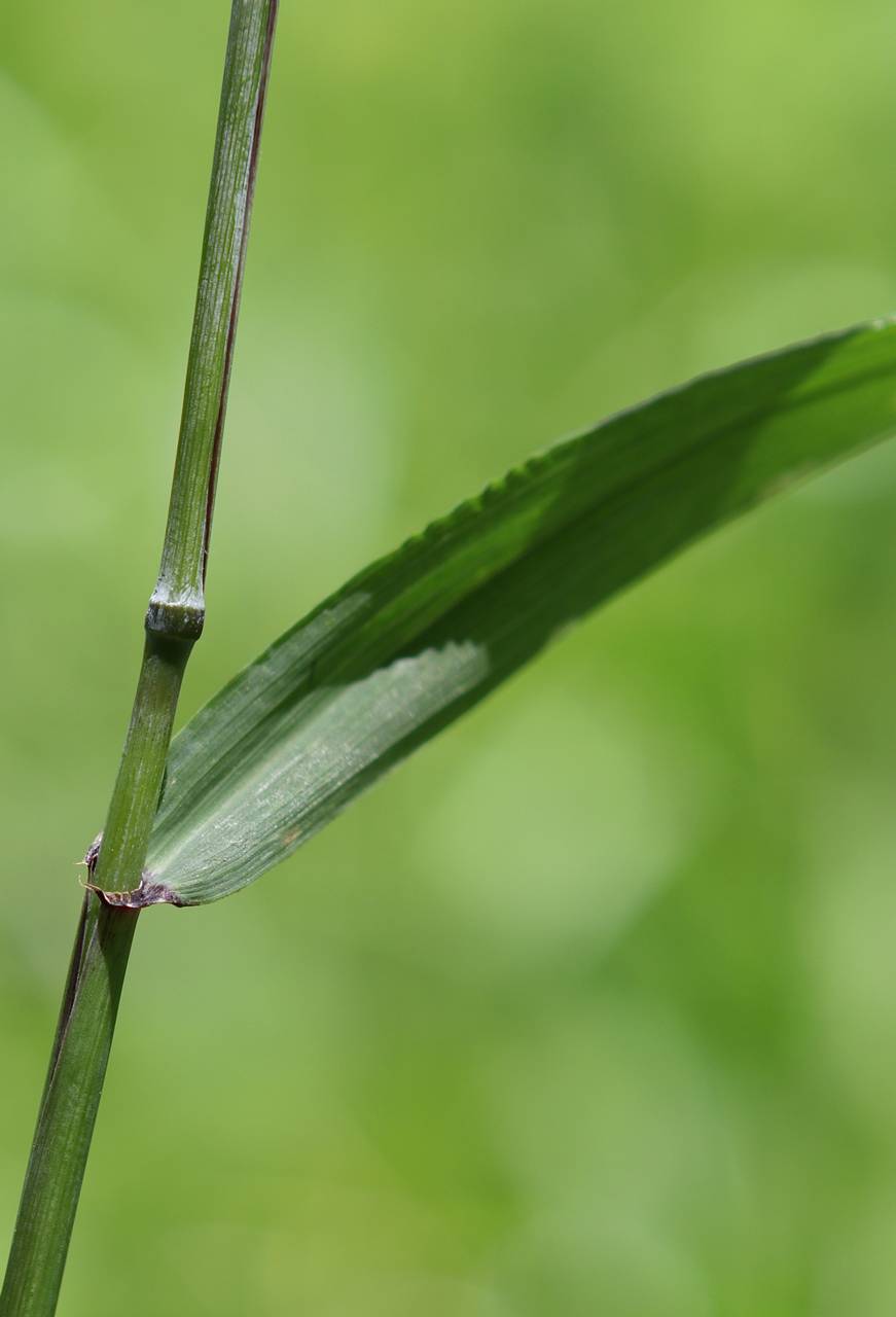 Photo of Early Wildrye