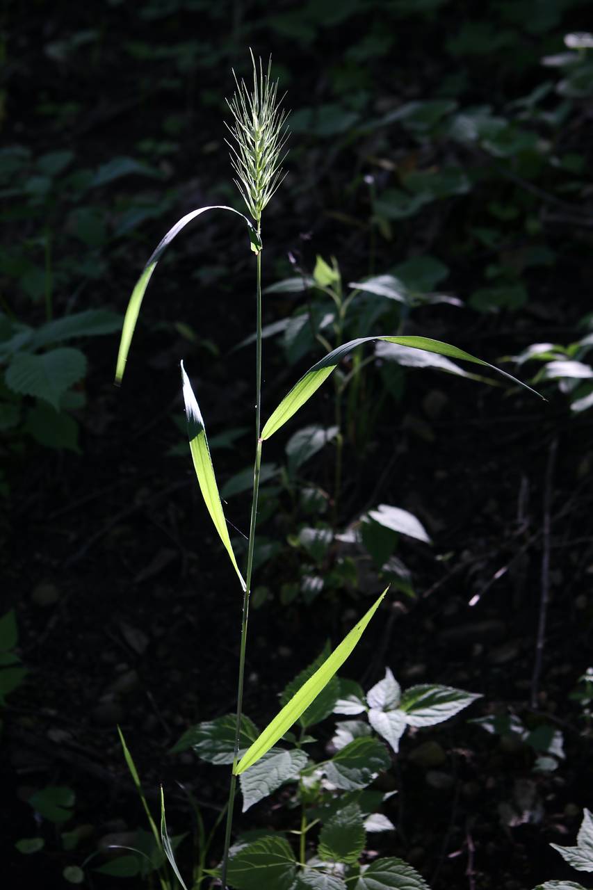 Photo of Early Wildrye