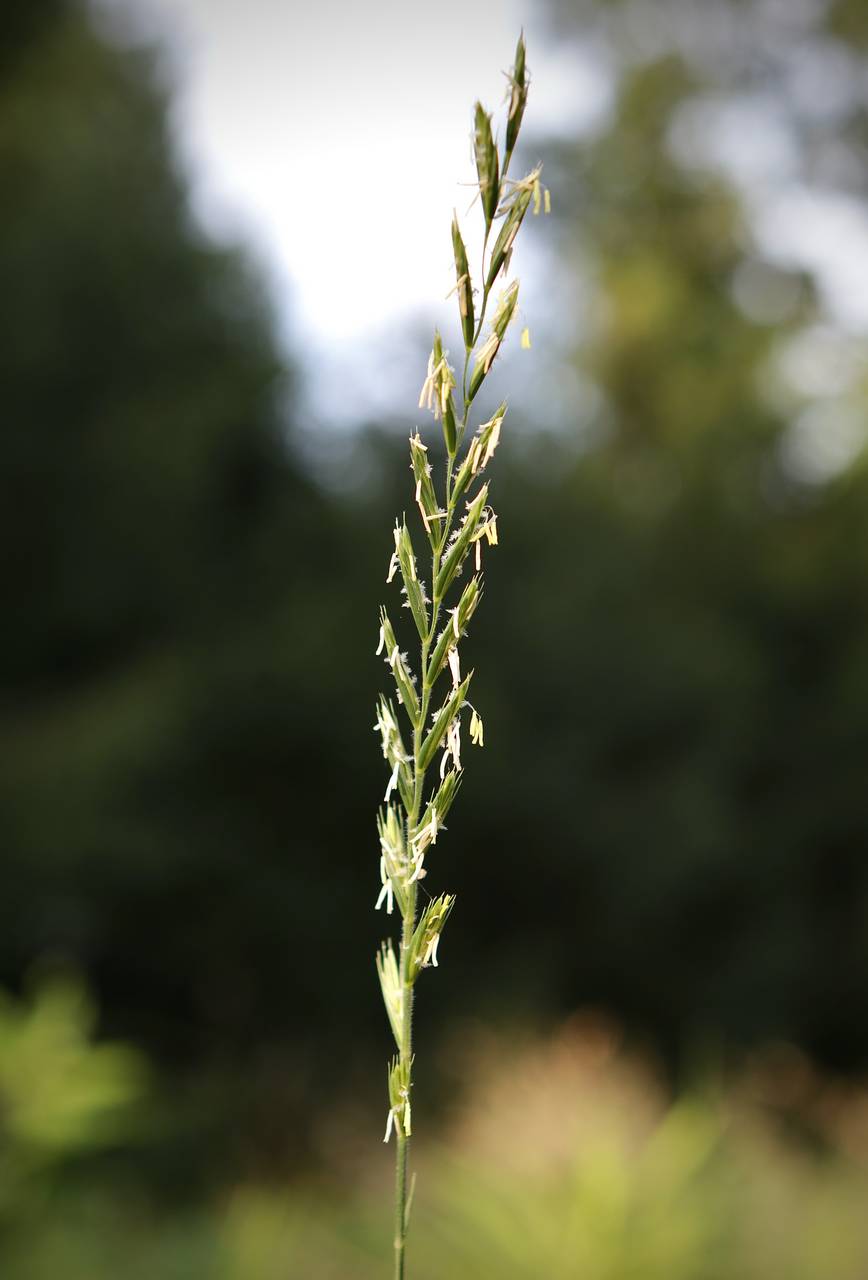 Photo of Quackgrass