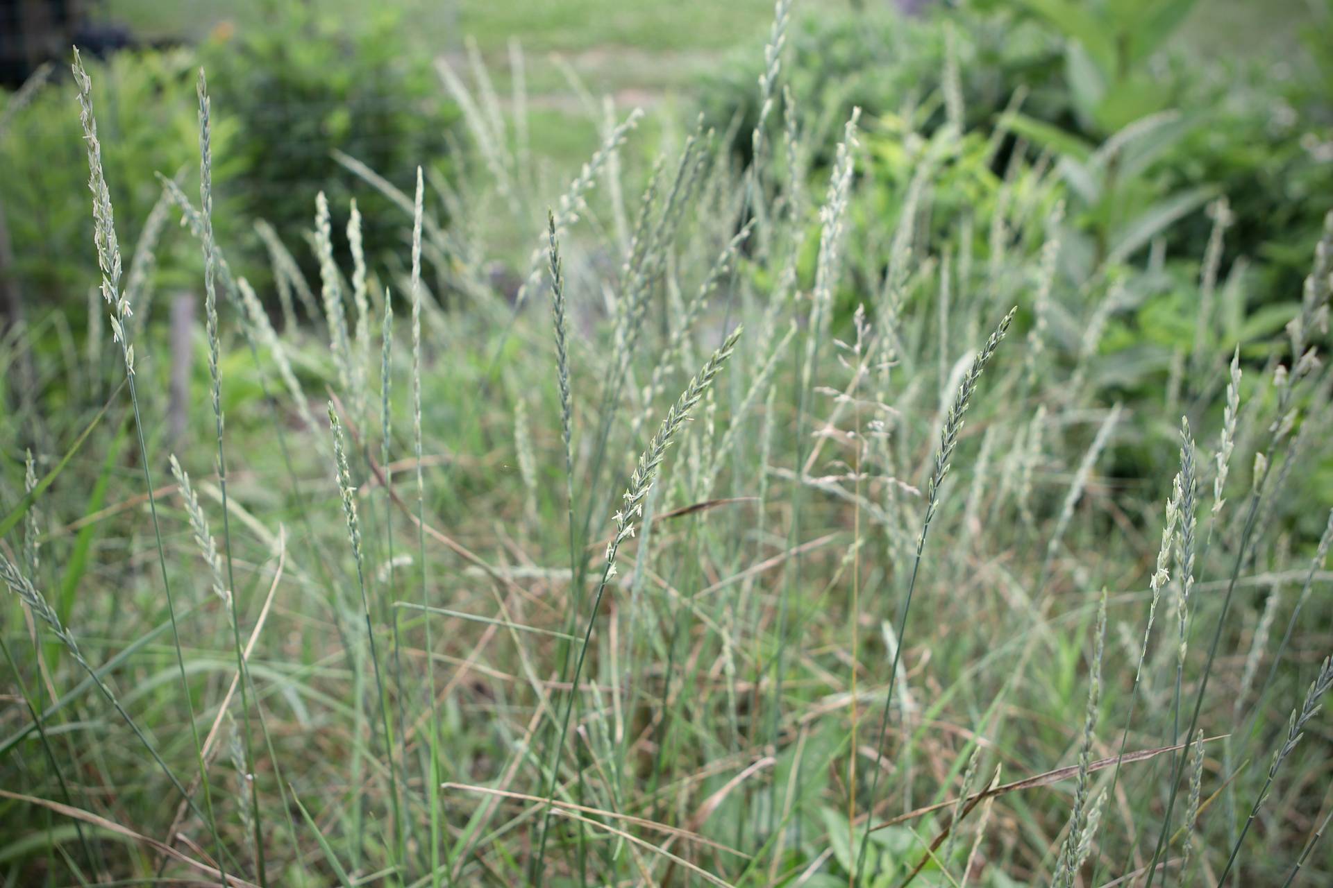 Photo of Quackgrass