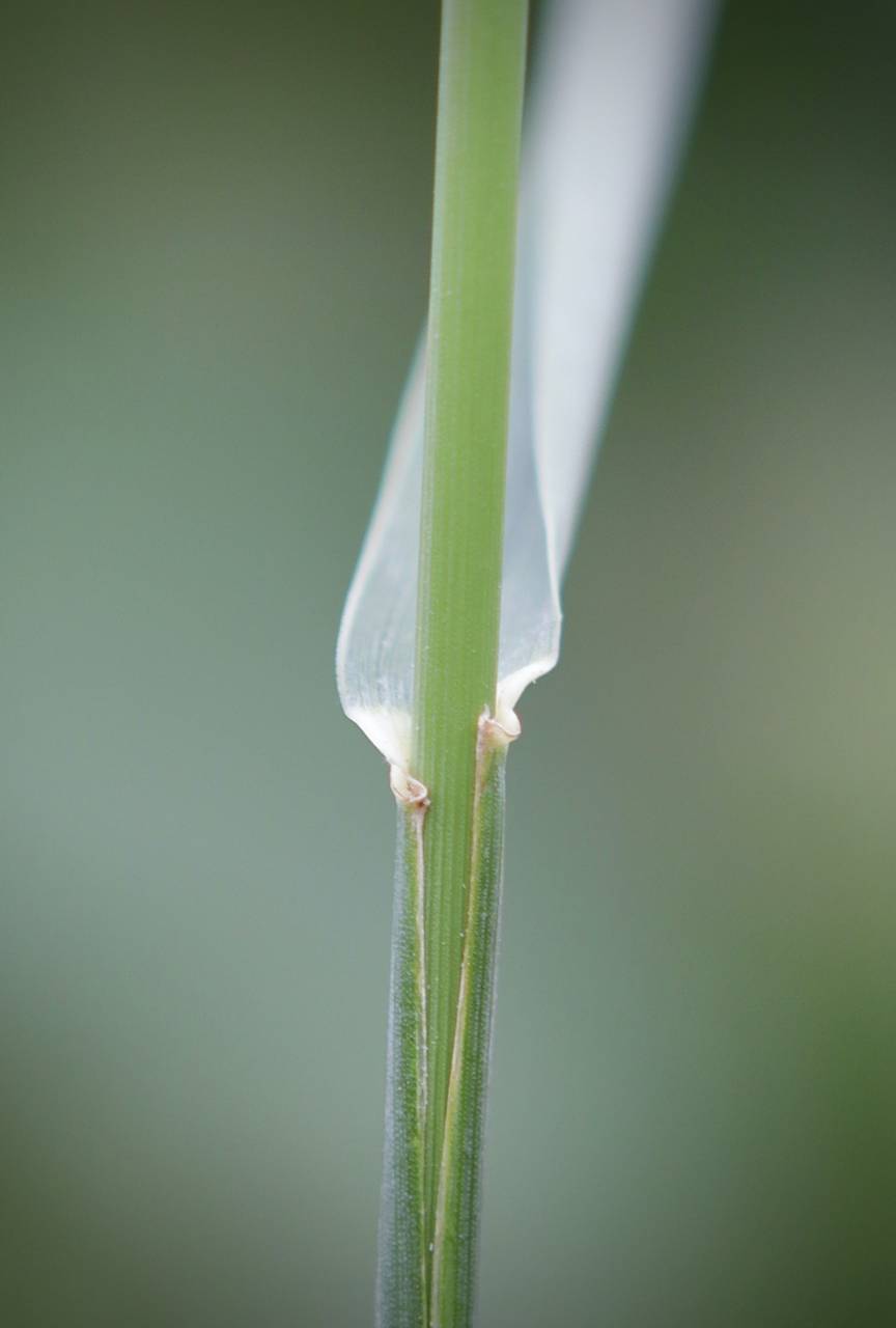 Photo of Quackgrass