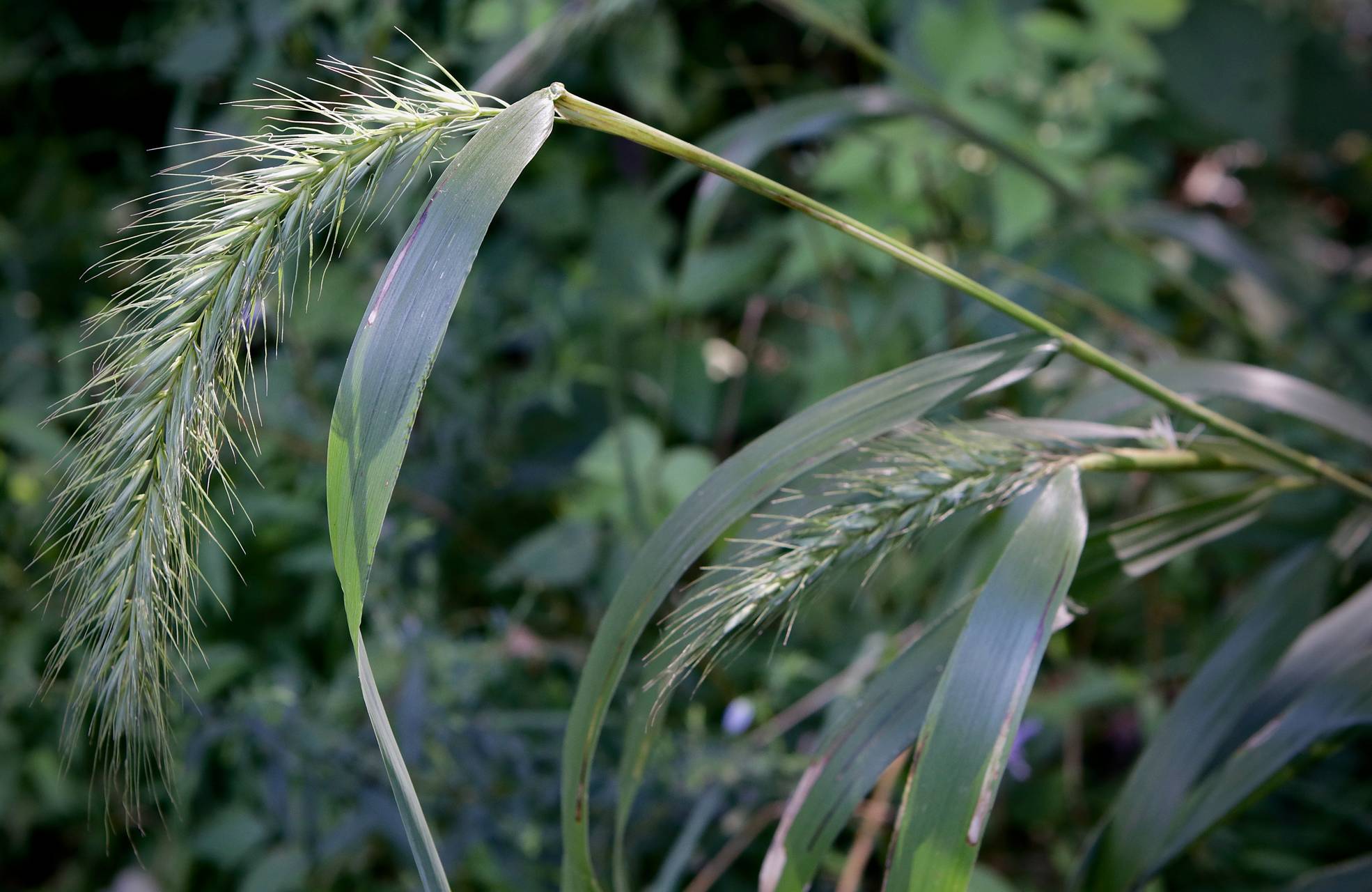 Photo of Riverbank Wildrye