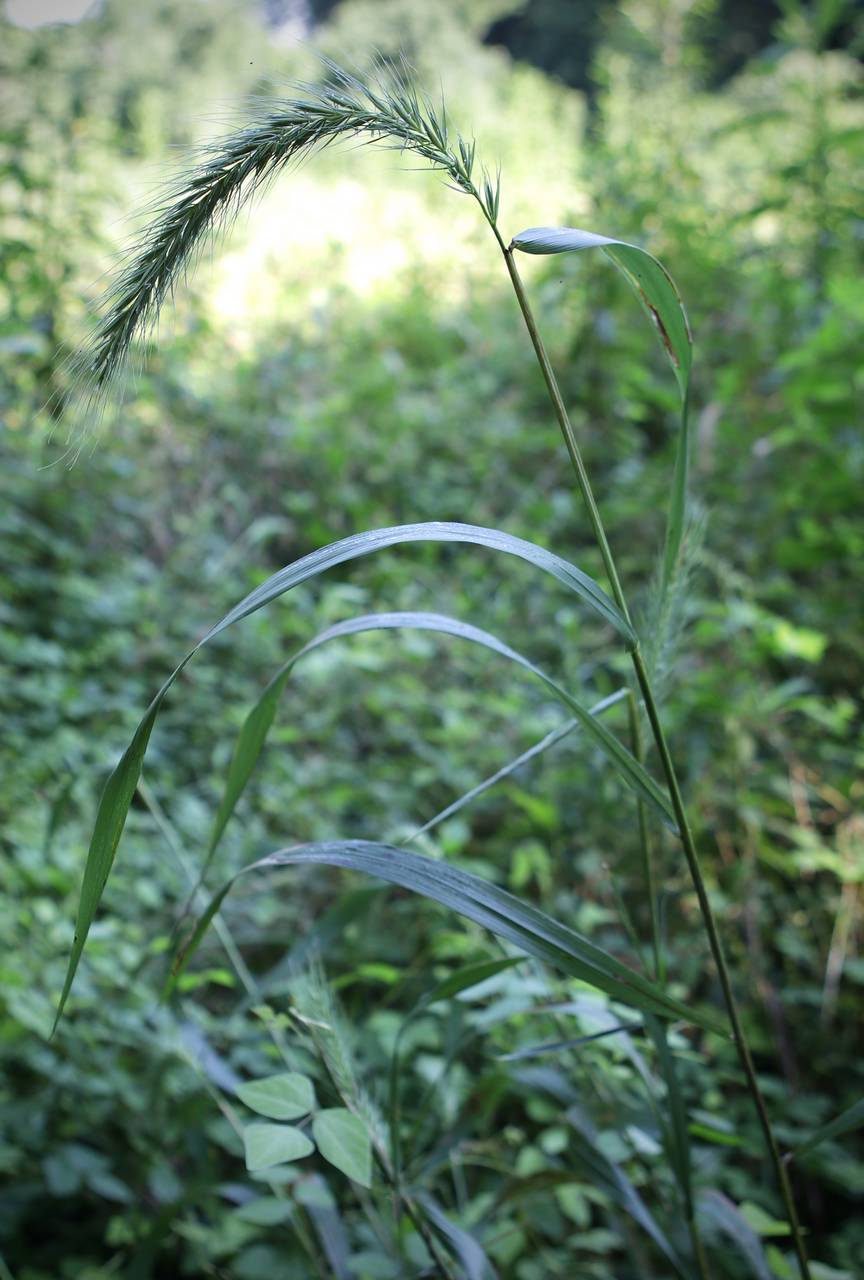 Photo of Riverbank Wildrye