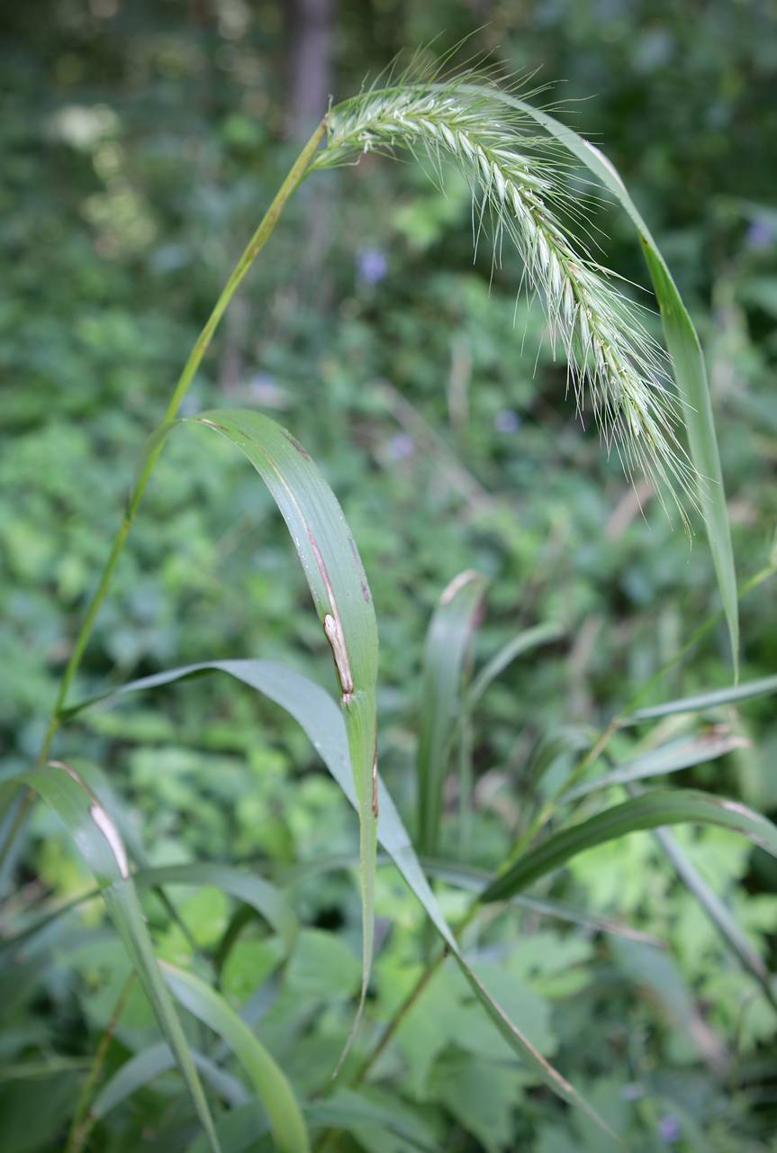 Photo of Riverbank Wildrye