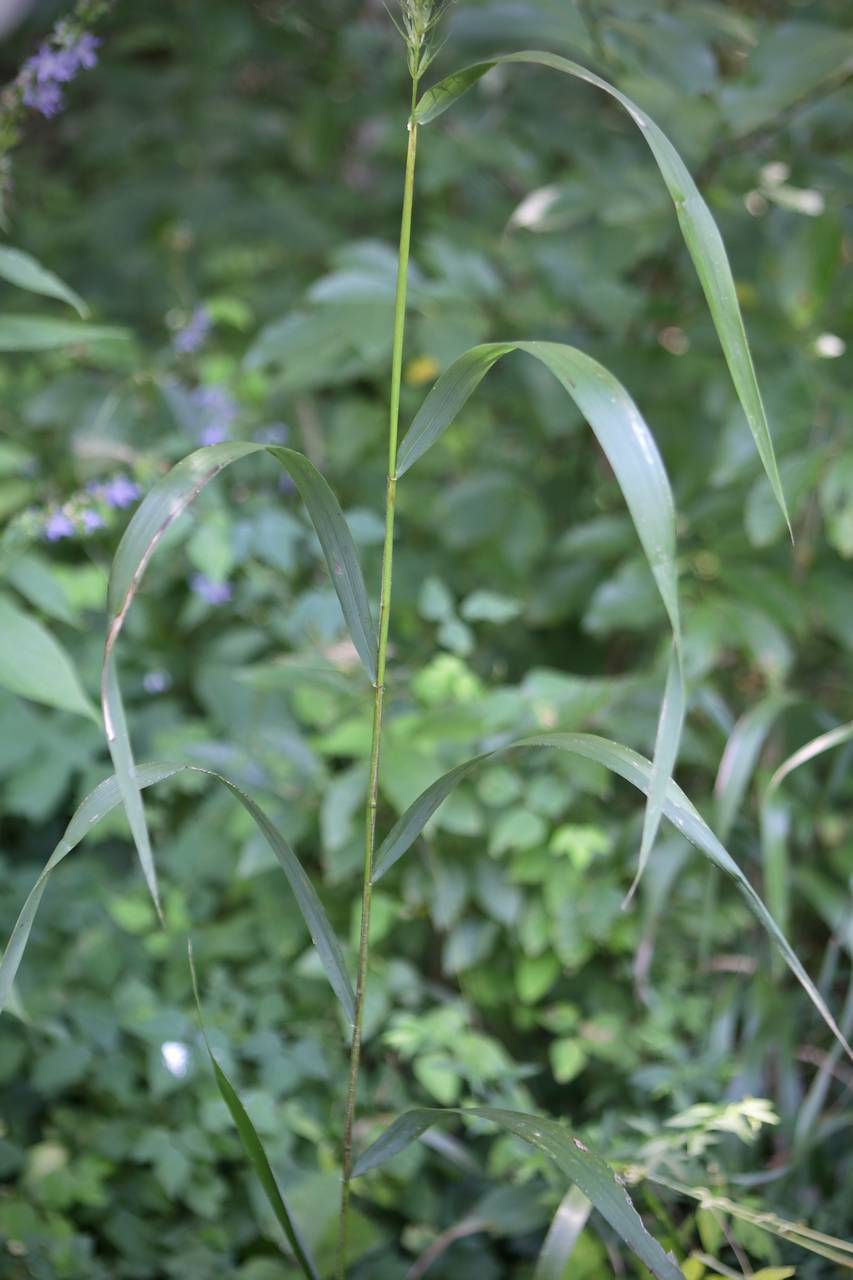 Photo of Riverbank Wildrye