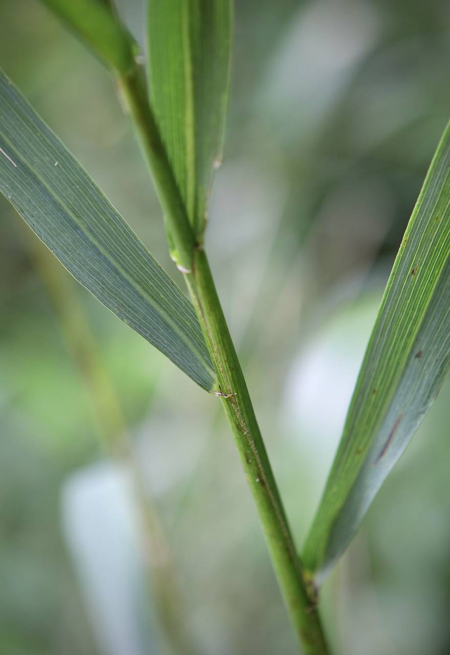 Photo of Riverbank Wildrye