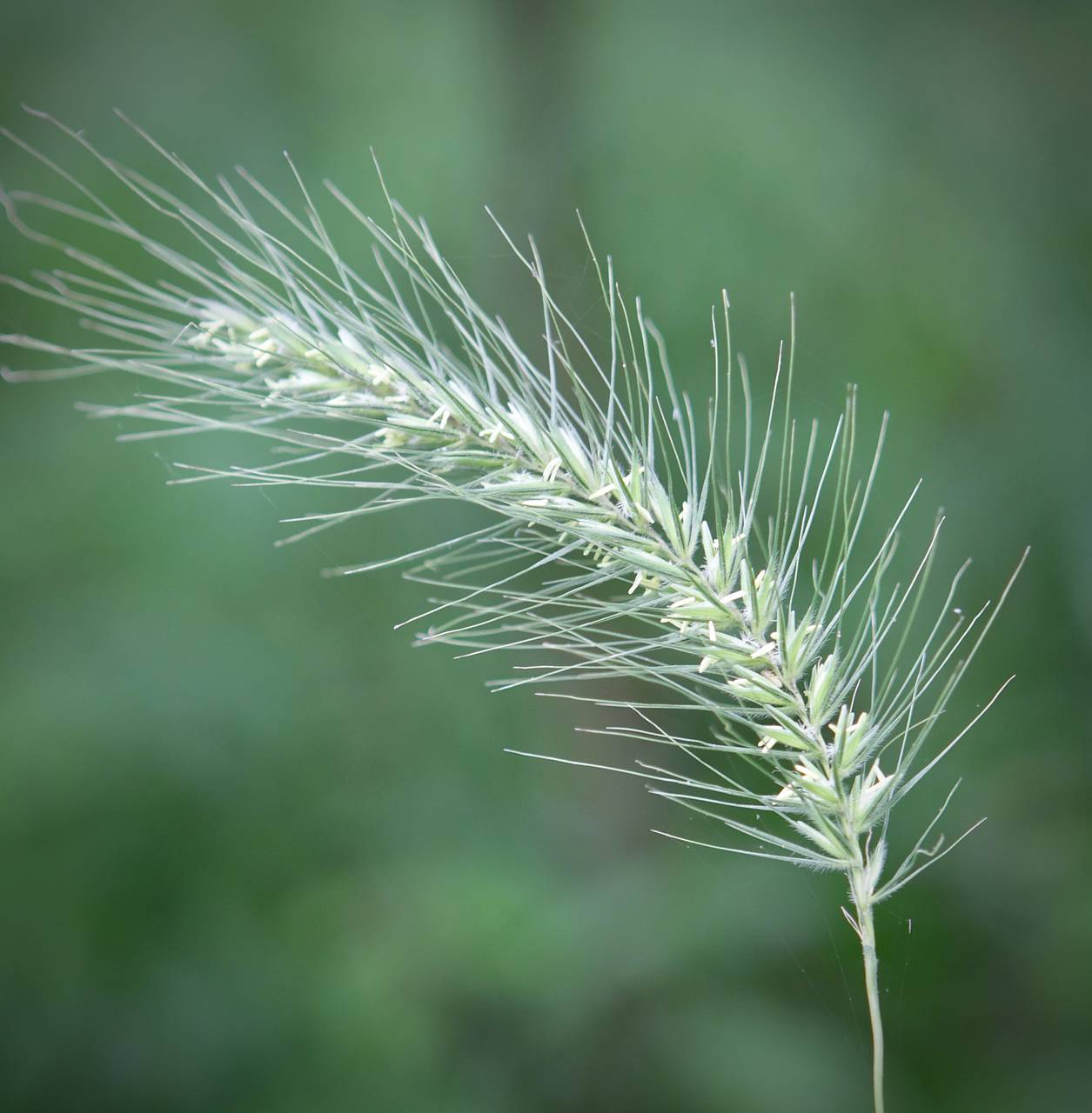 Photo of Silky Wild Rye