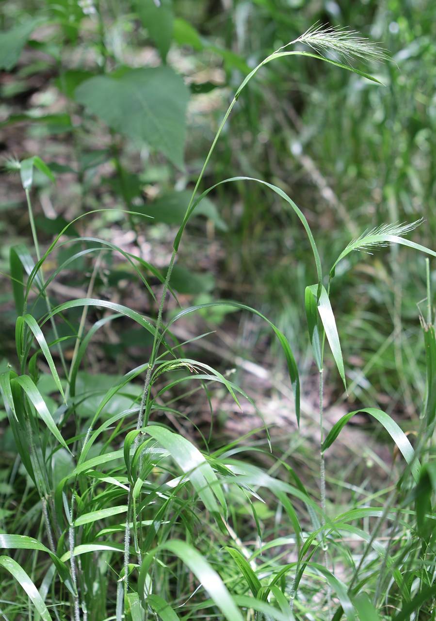 Photo of Silky Wild Rye