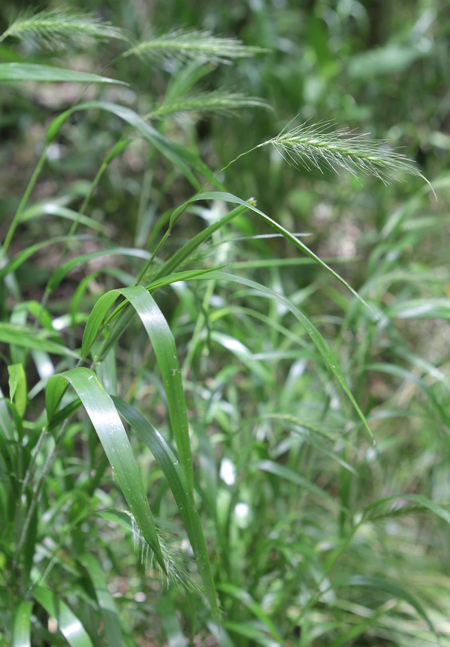 Photo of Silky Wild Rye