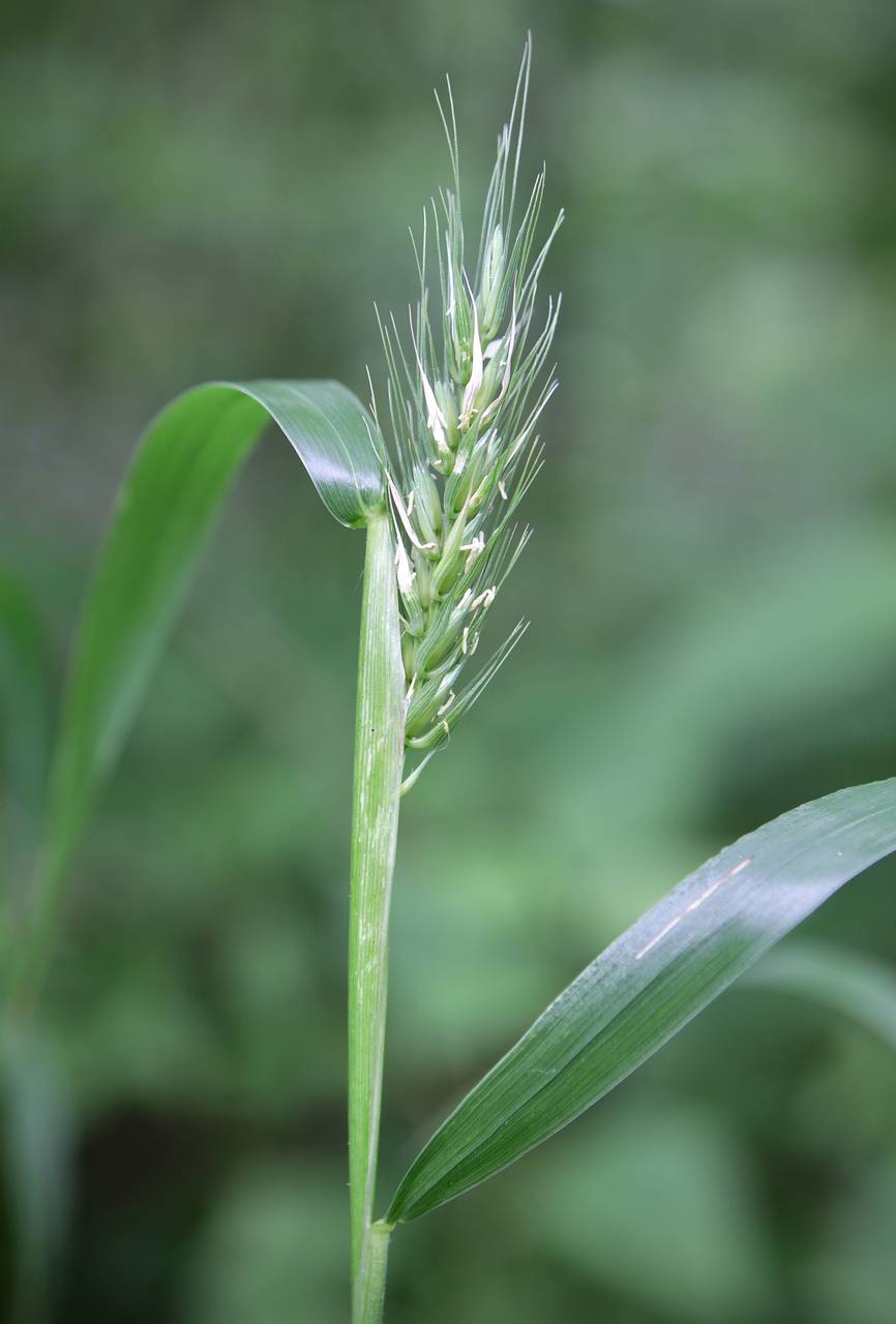 Photo of Virginia Wild Rye