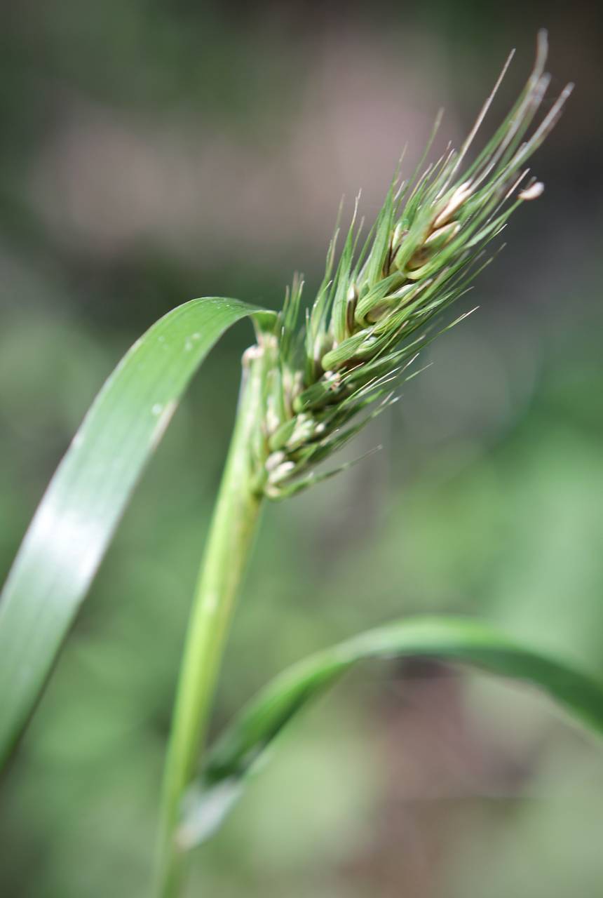 Photo of Virginia Wild Rye