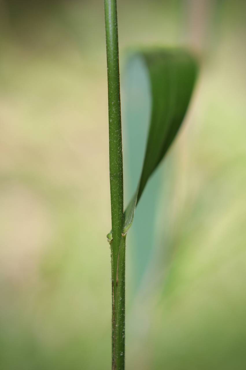 Photo of Virginia Wild Rye