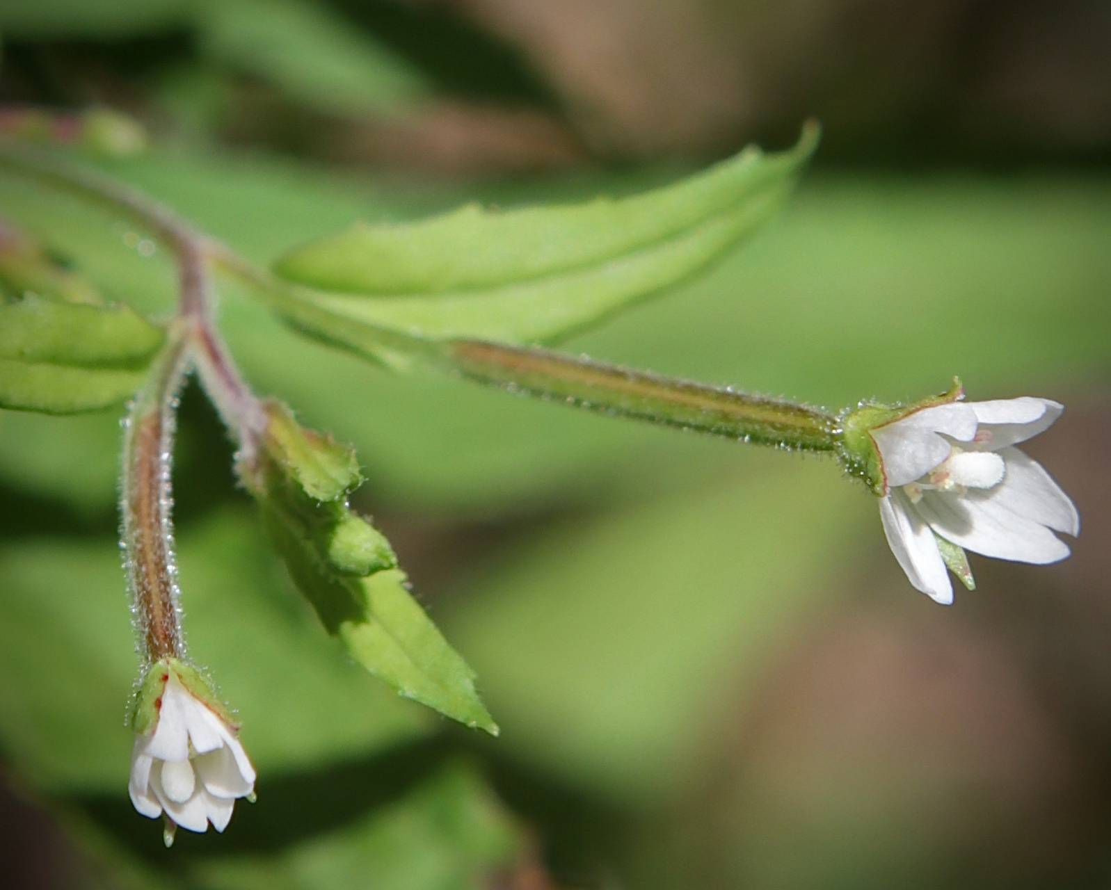 Photo of Purple-Leaf Willowherb