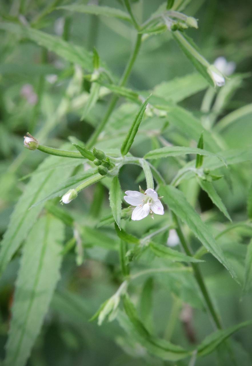 Photo of Purple-Leaf Willowherb