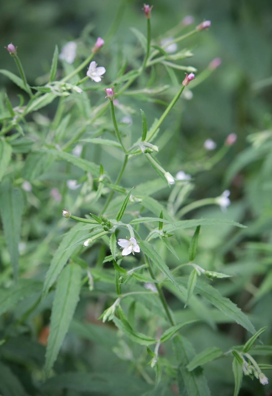Photo of Purple-Leaf Willowherb