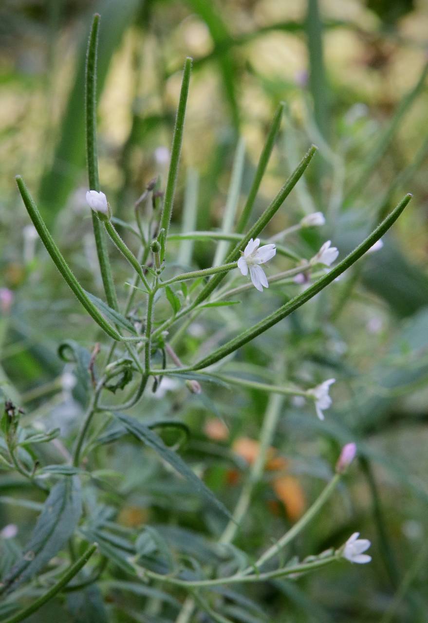 Photo of Purple-Leaf Willowherb