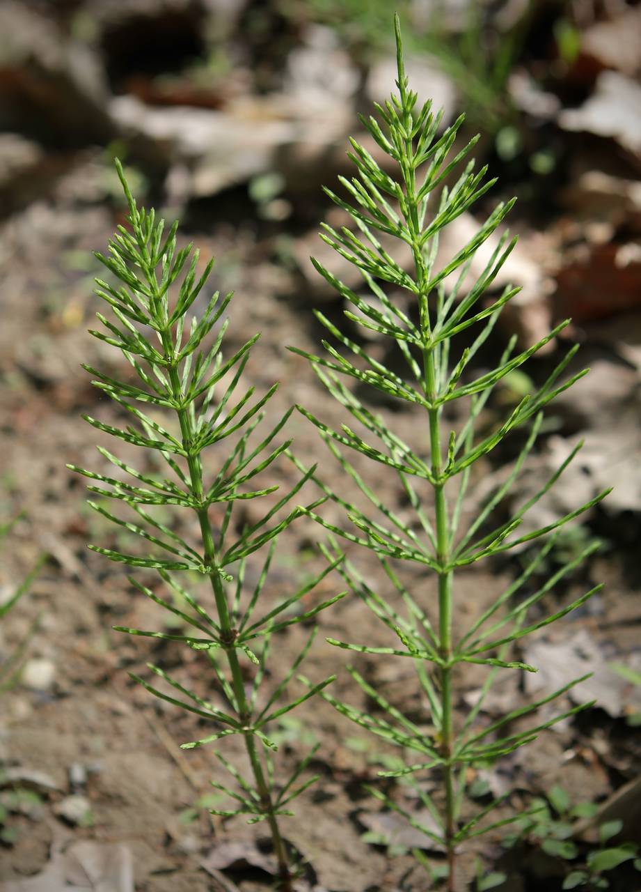 Photo of Field Horsetail