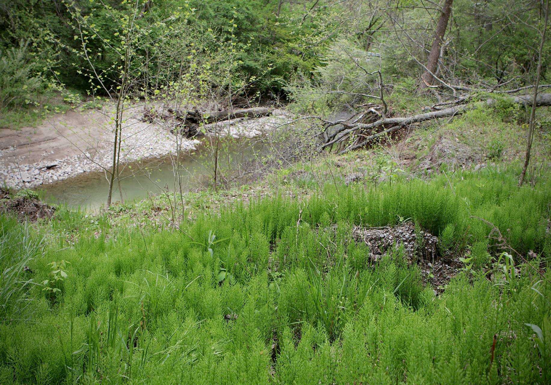 Photo of Field Horsetail