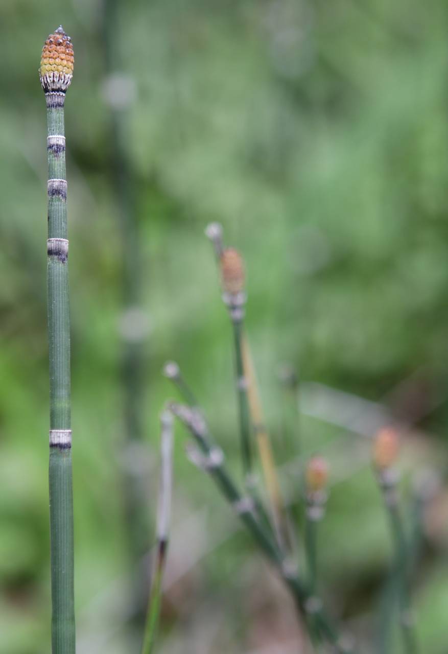 Photo of Scouring Rush