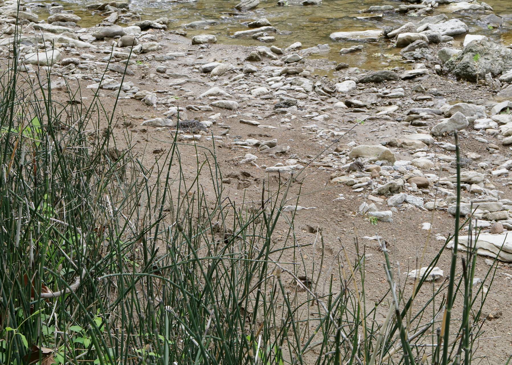 Photo of Scouring Rush