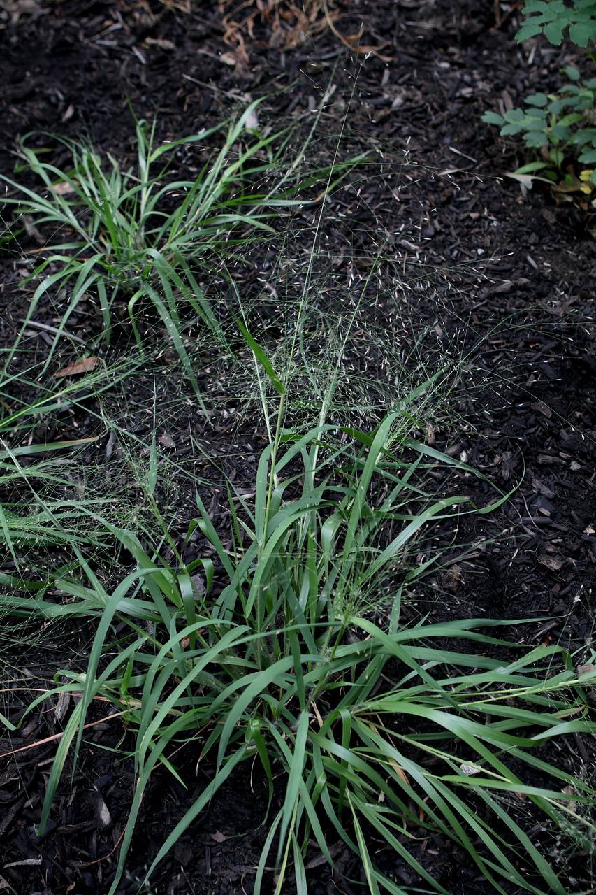 Photo of Purple Love Grass
