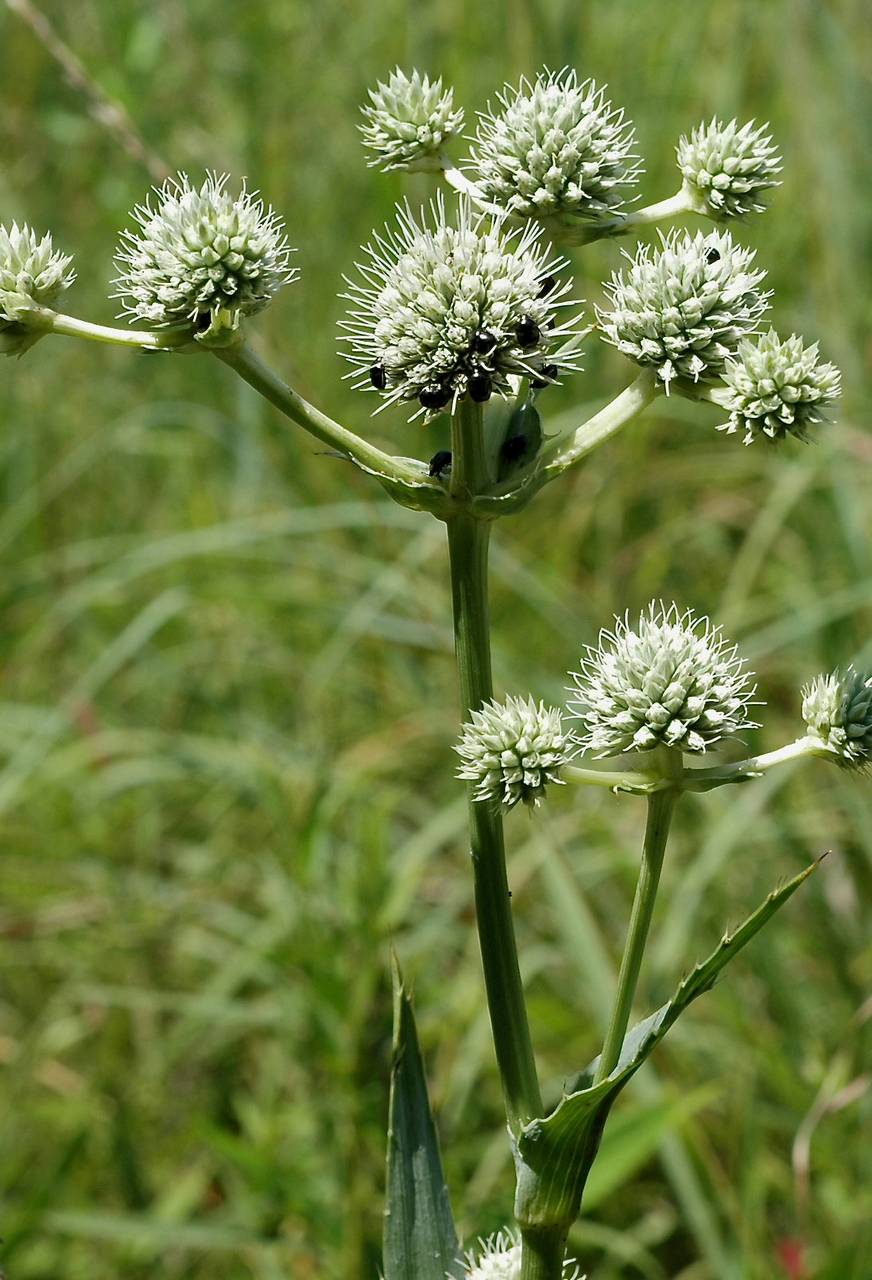 Photo of Rattlesnake Master