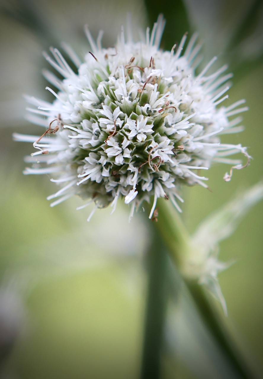 Photo of Rattlesnake Master
