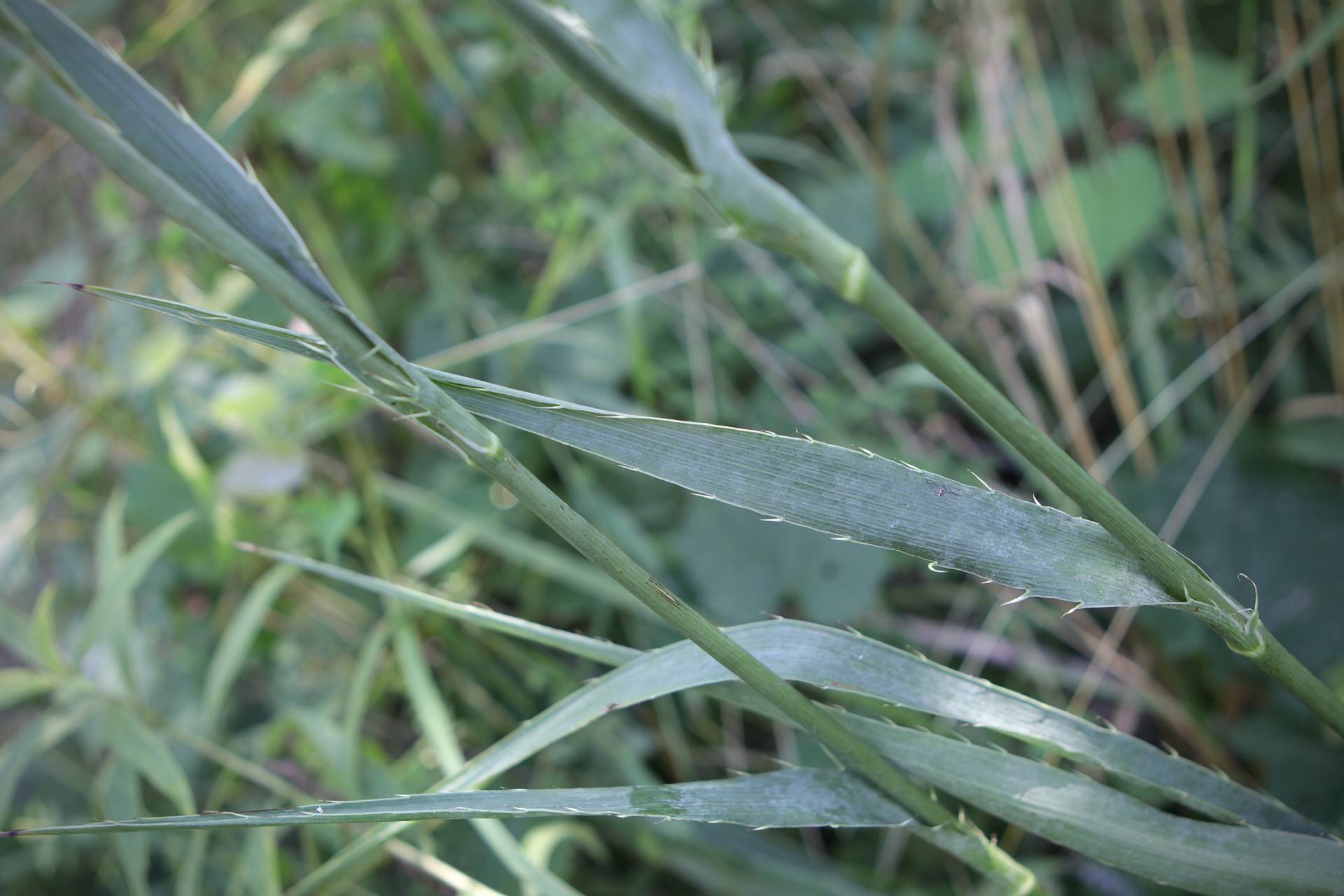 Photo of Rattlesnake Master