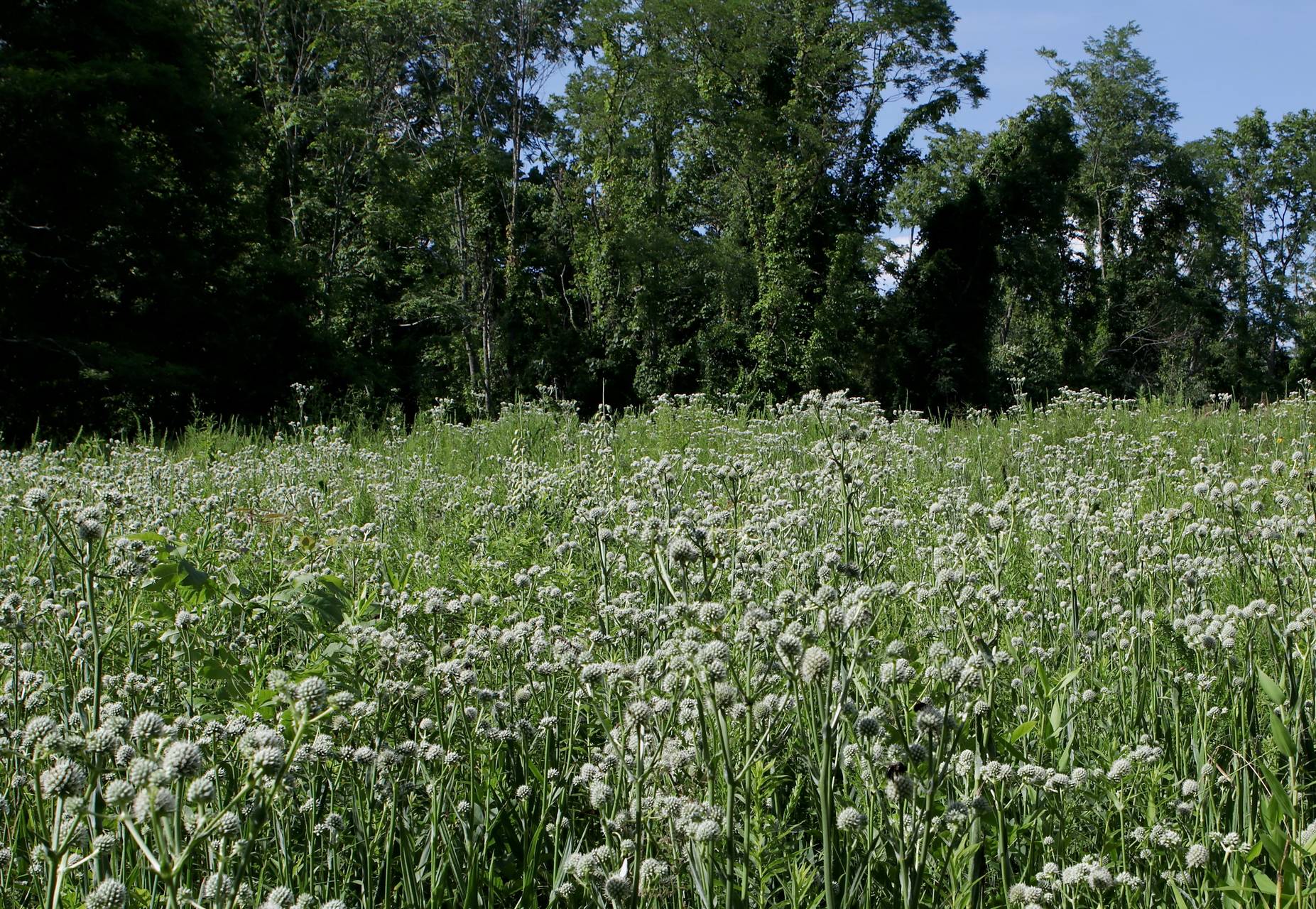Photo of Rattlesnake Master