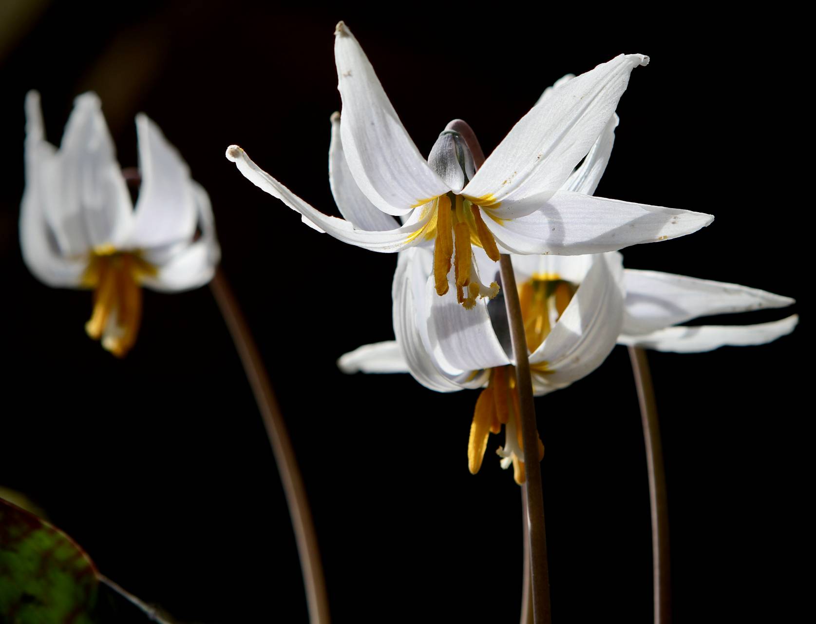 Photo of White Trout Lily