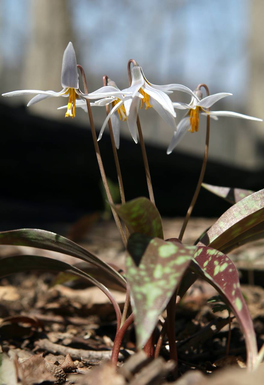 Photo of White Trout Lily