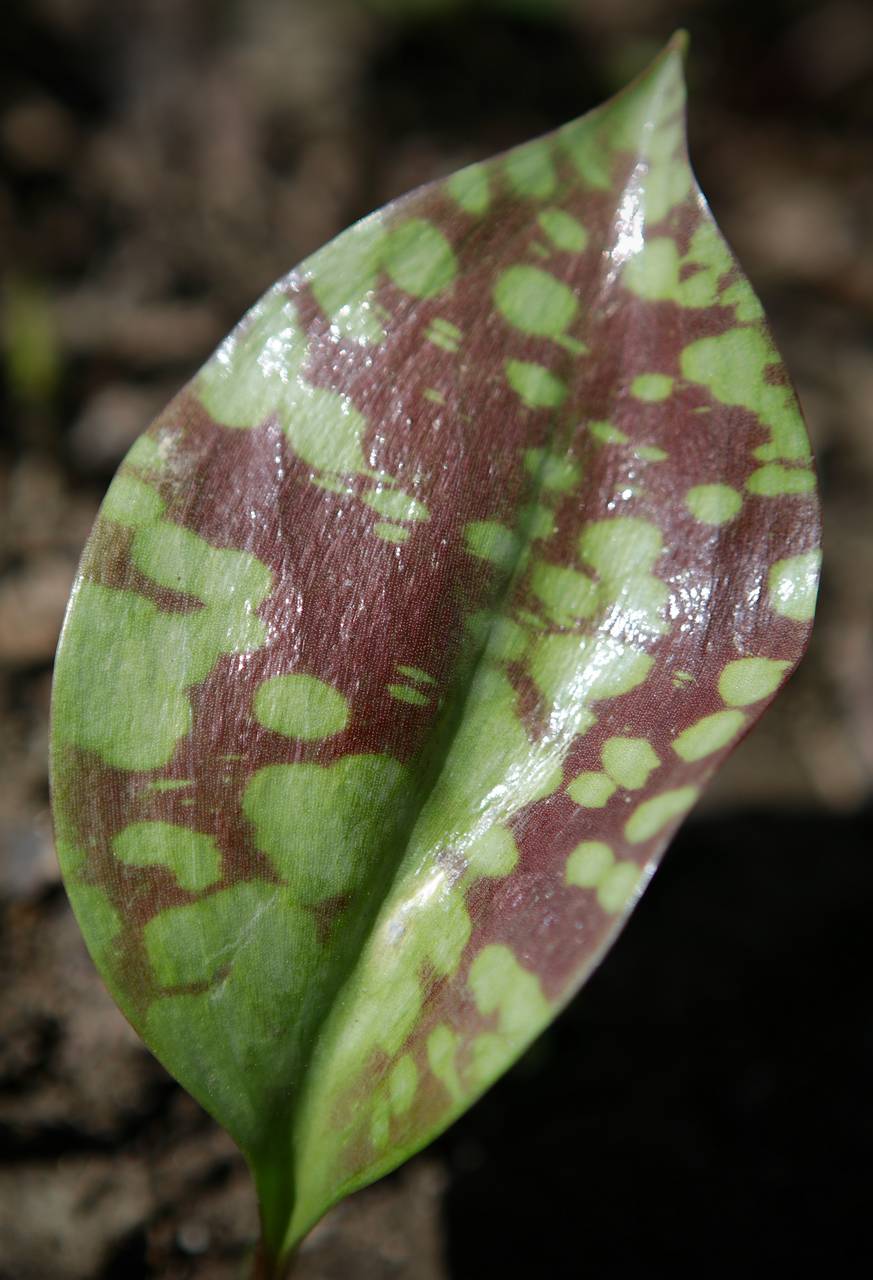 Photo of White Trout Lily