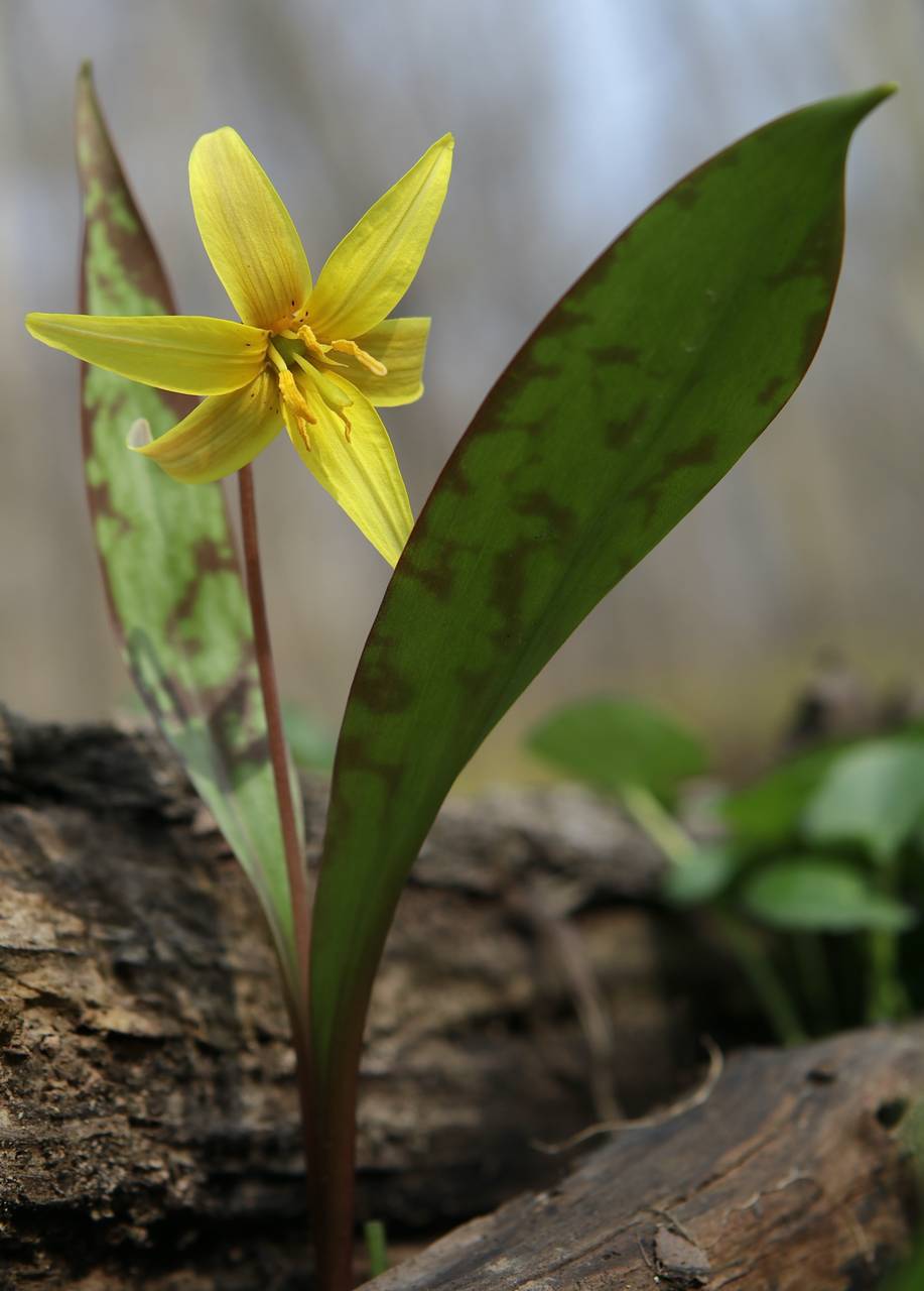 Photo of Yellow Trout Lily