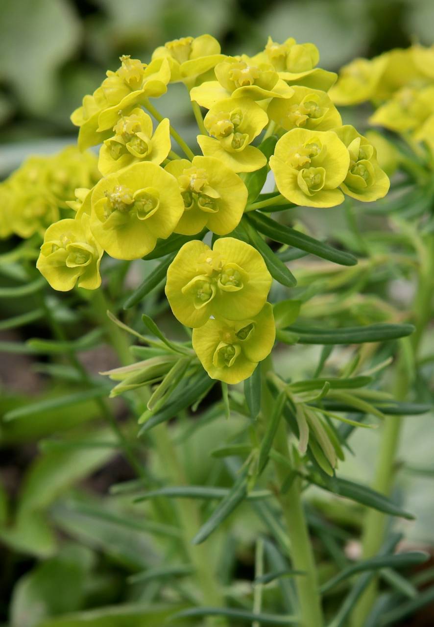 Photo of Cypress Spurge