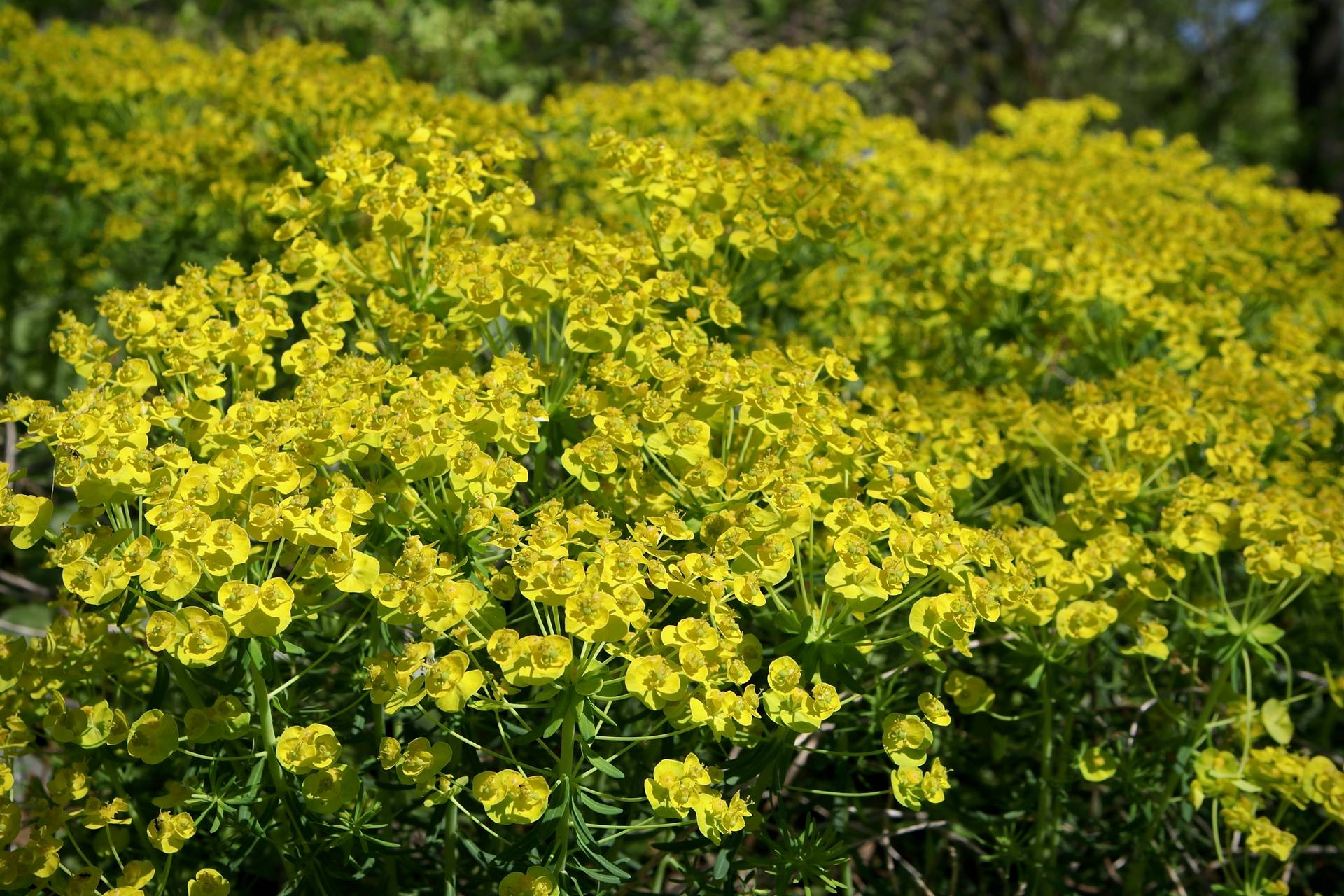 Photo of Cypress Spurge
