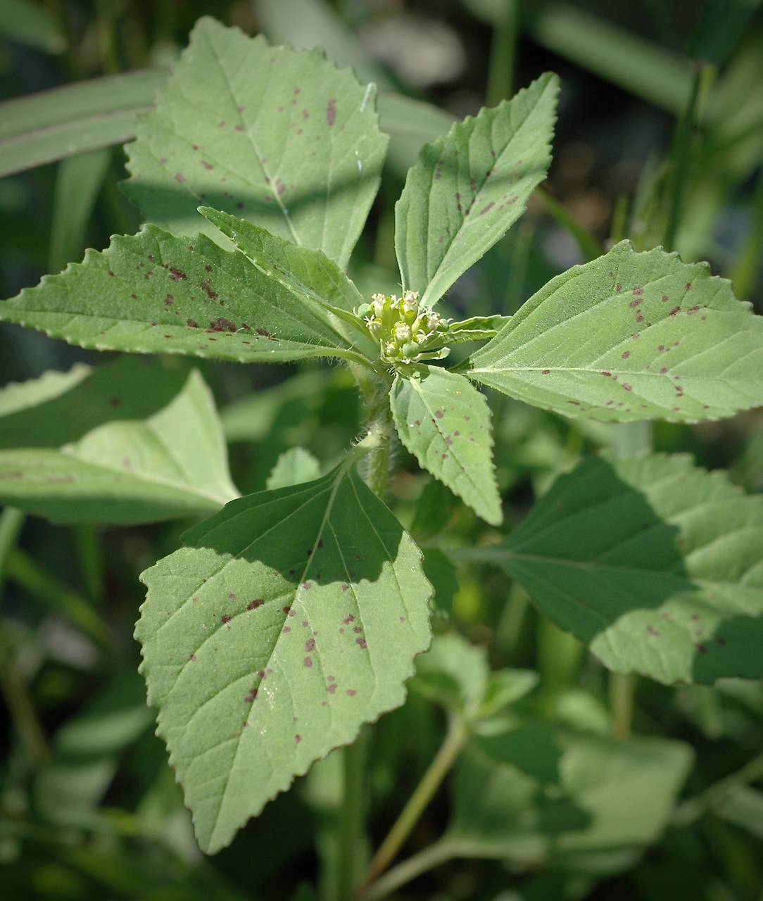 Photo of Toothed Spurge