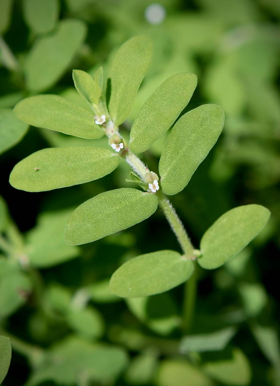 Photo of Spreading Sandmat