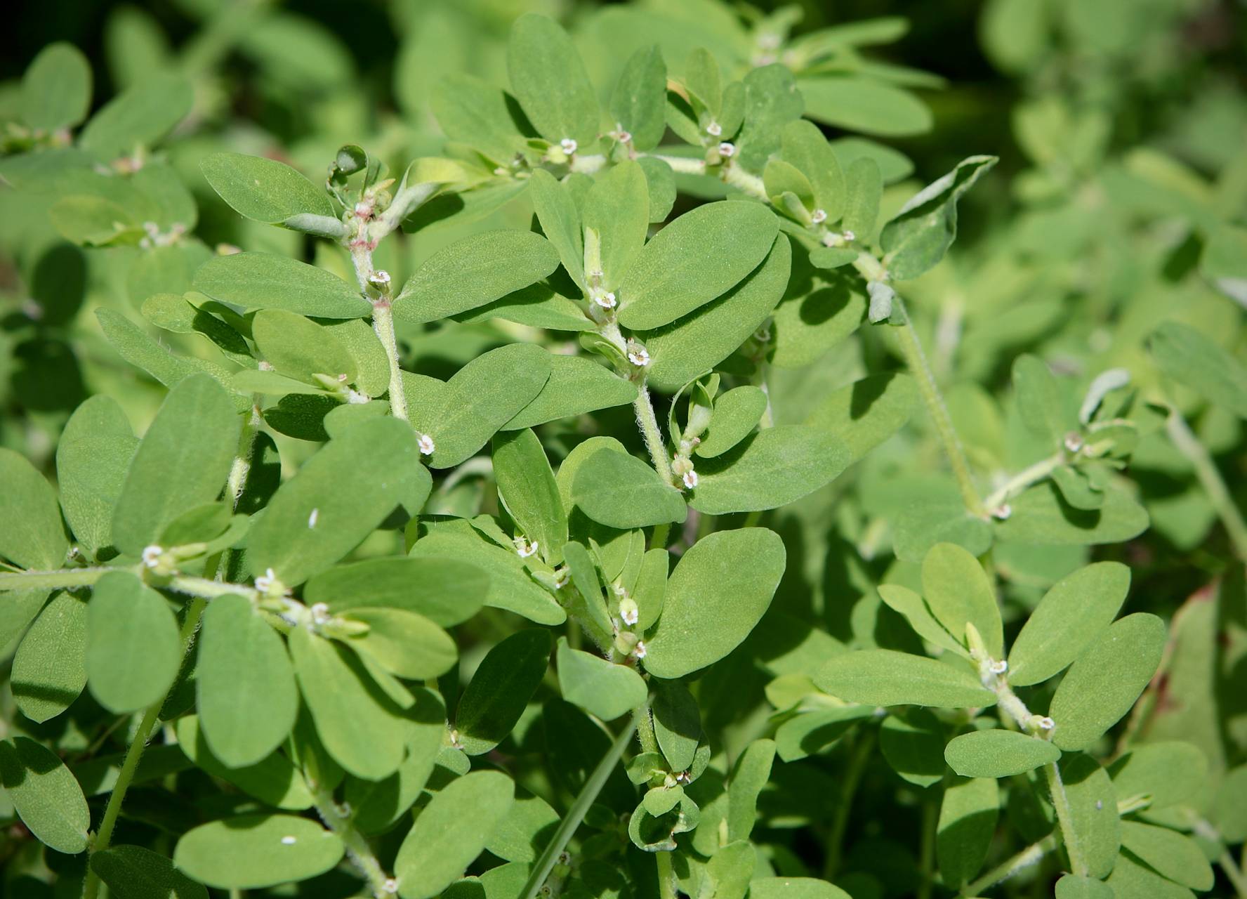 Photo of Spreading Sandmat