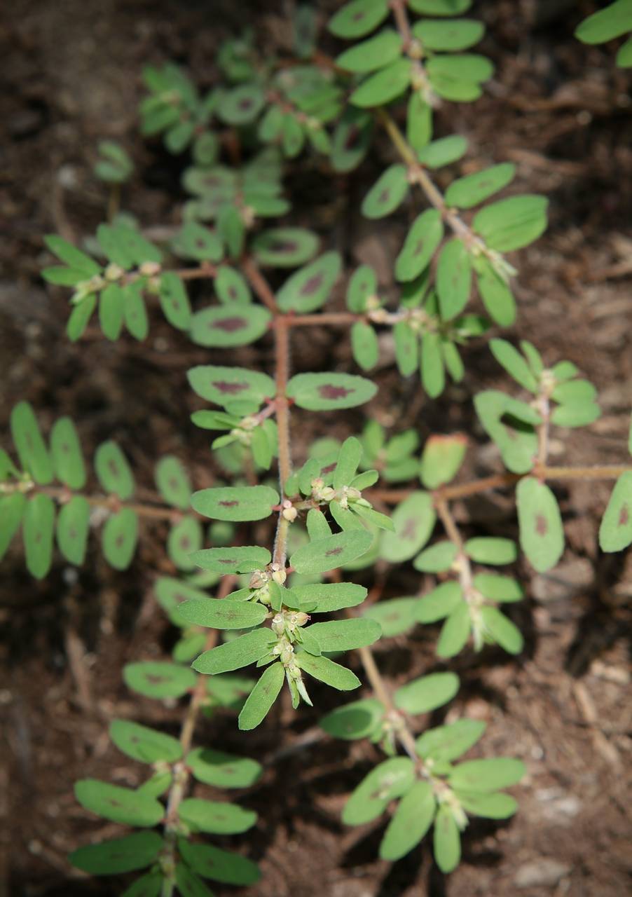 Photo of Spotted Spurge