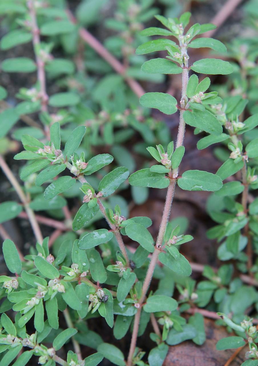 Photo of Spotted Spurge