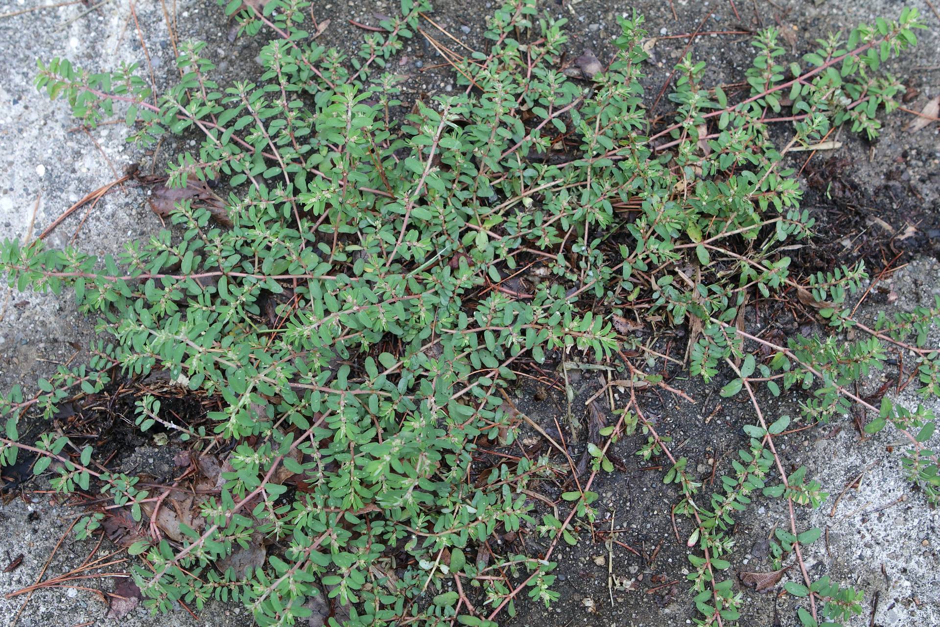 Photo of Spotted Spurge