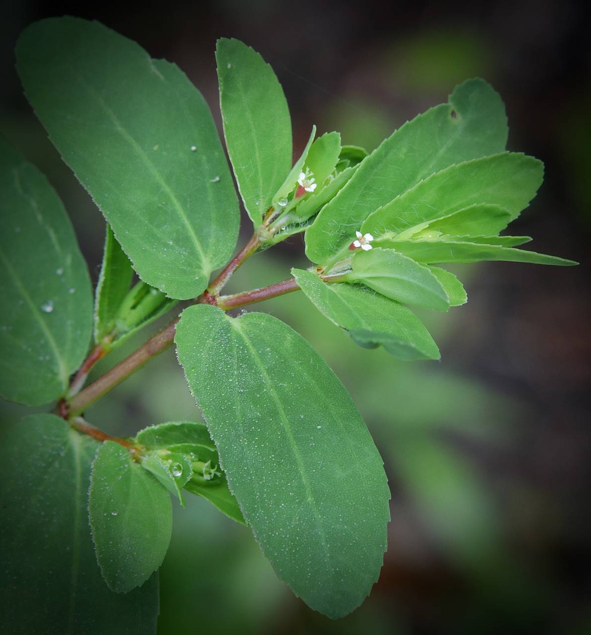 Photo of Nodding Spurge