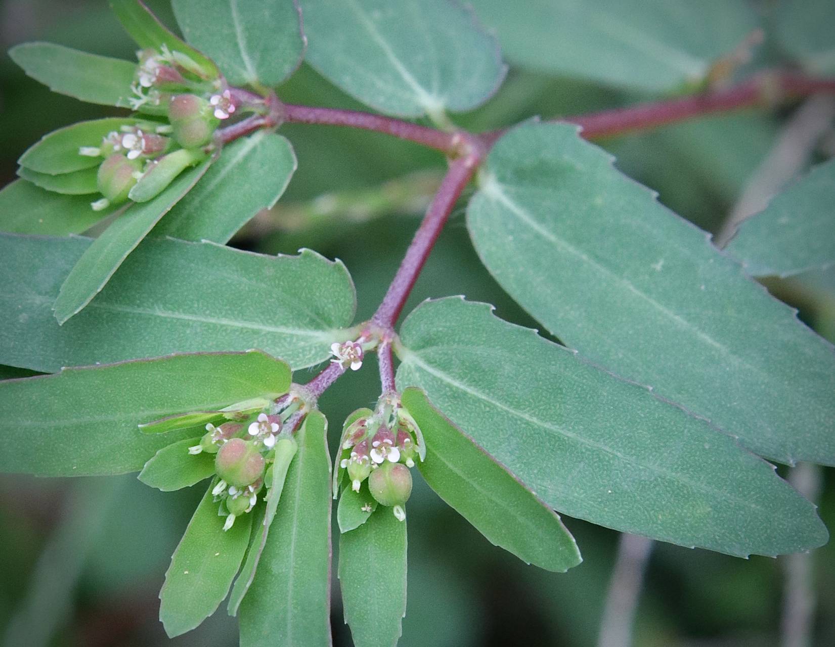 Photo of Nodding Spurge
