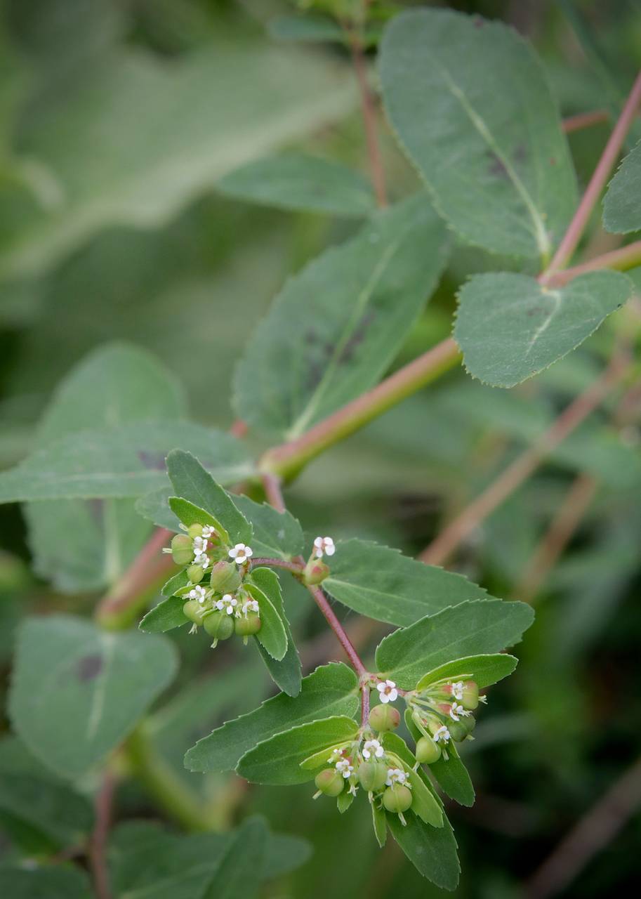 Photo of Nodding Spurge