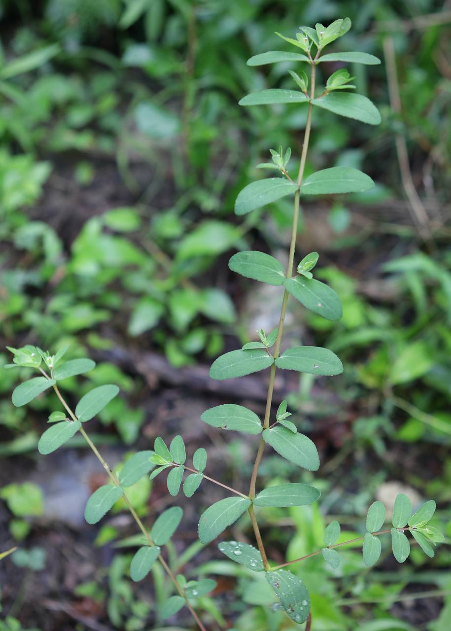 Photo of Nodding Spurge