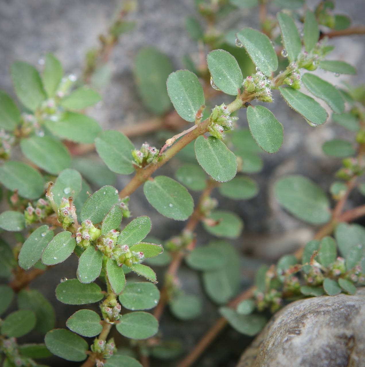 Photo of Prostrate Spurge