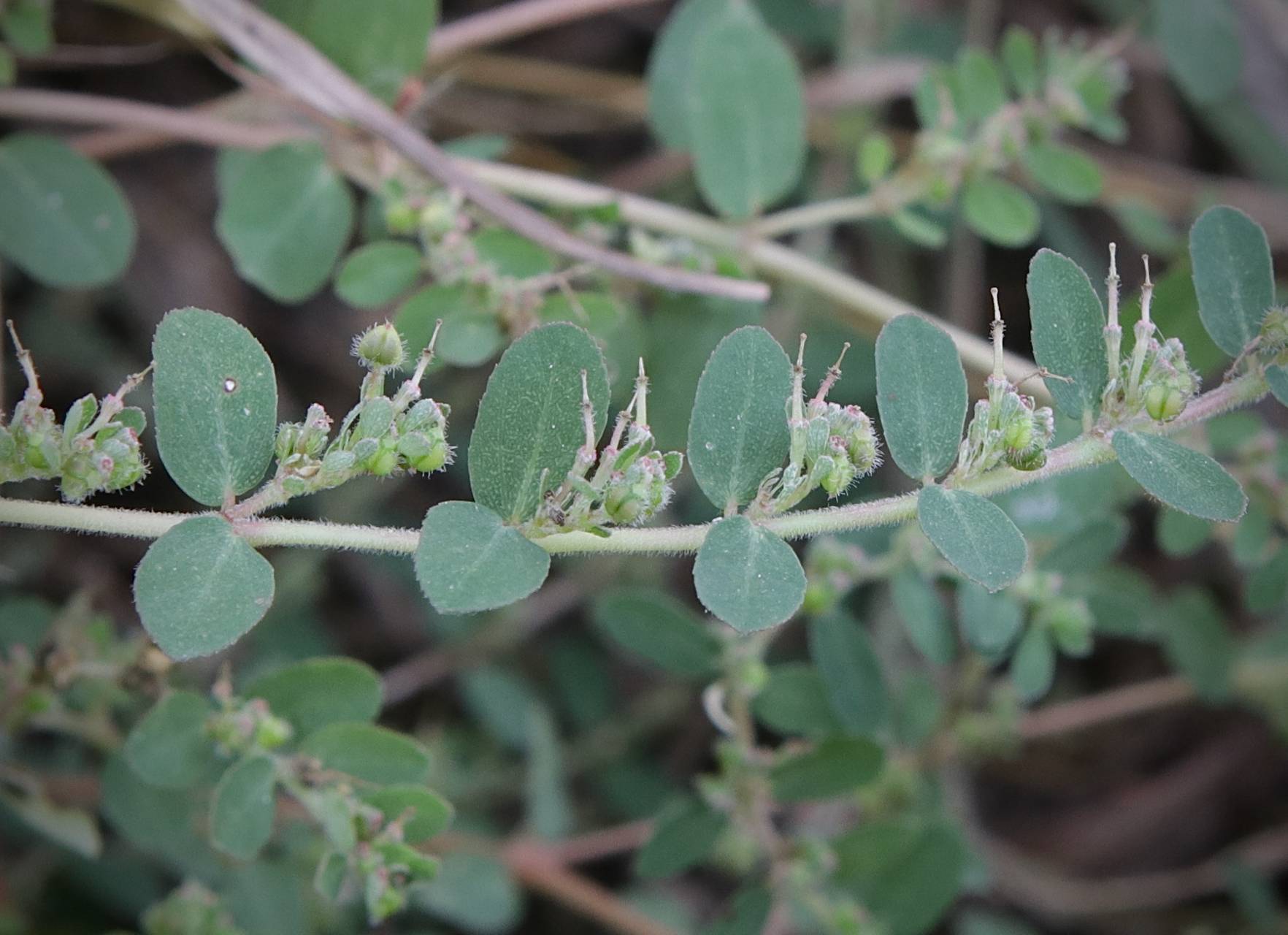 Photo of Prostrate Spurge