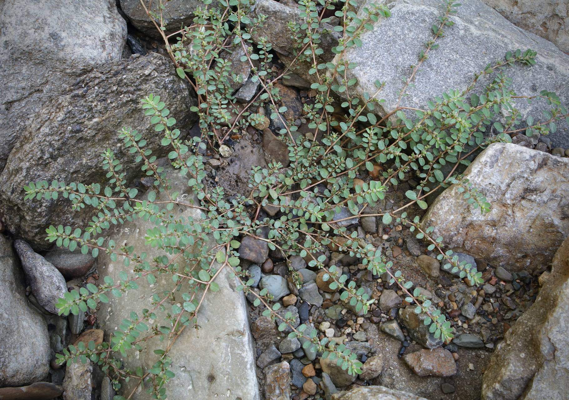 Photo of Prostrate Spurge